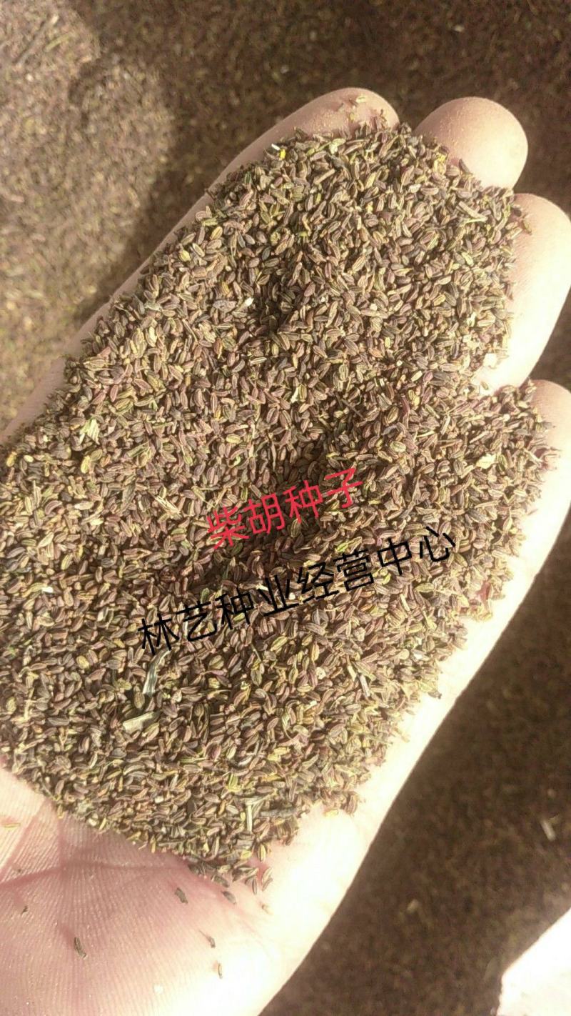 柴胡种子中药材种子春夏季庭院播种柴草药种子
