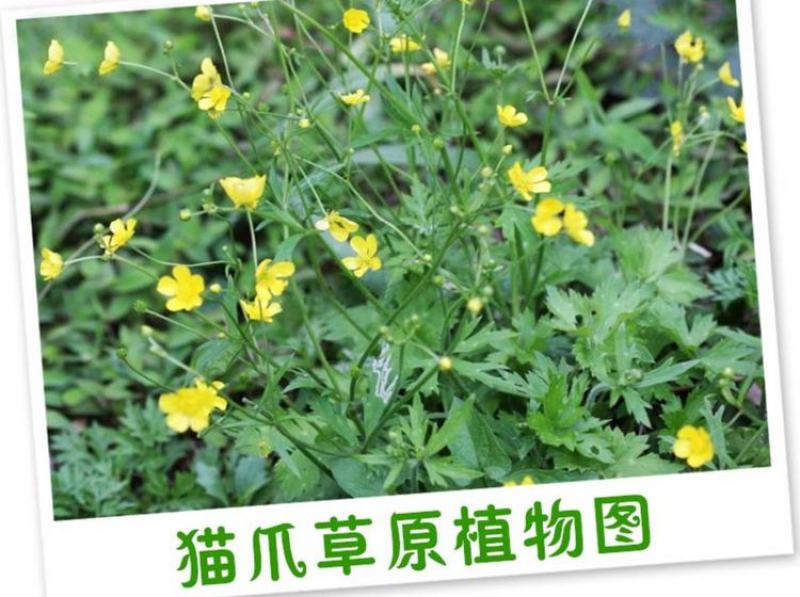 新采药材种子猫爪草种子猫爪草种籽发芽率高量大联系