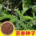 新产苦参种子散装药材种籽四季播种抗旱量大优惠