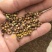 新产苦参种子散装药材种籽四季播种抗旱量大优惠
