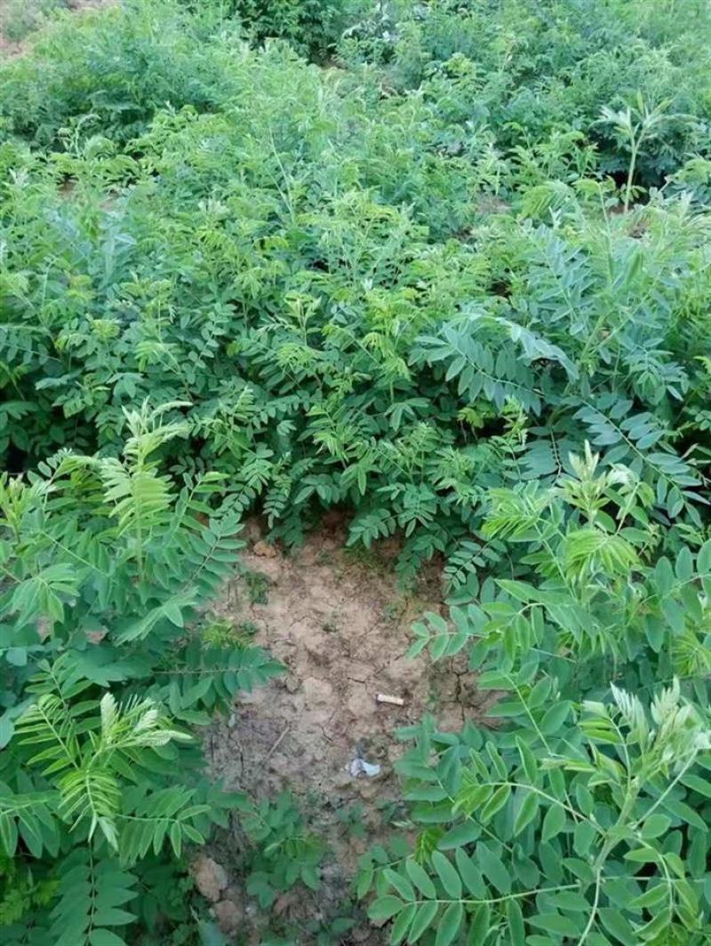 新产苦参种子散装药材种籽四季播种抗旱量大优惠