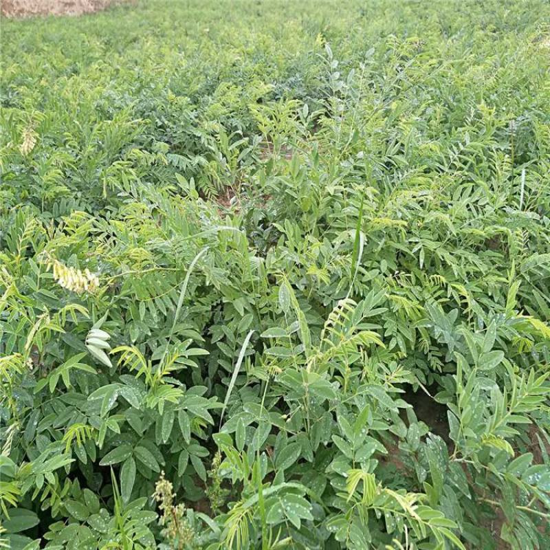 新产苦参种子散装药材种籽四季播种抗旱量大优惠