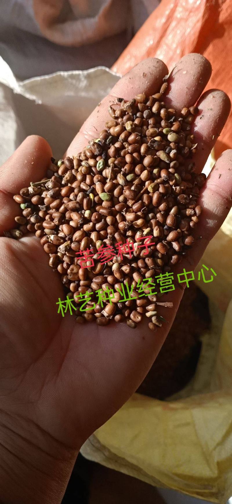 新产苦参种子散装药材种籽四季播种抗旱量大优惠