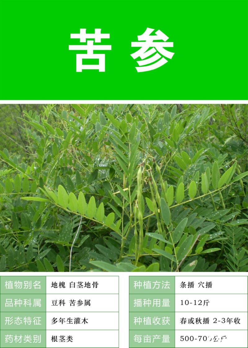 新产苦参种子散装药材种籽四季播种抗旱量大优惠