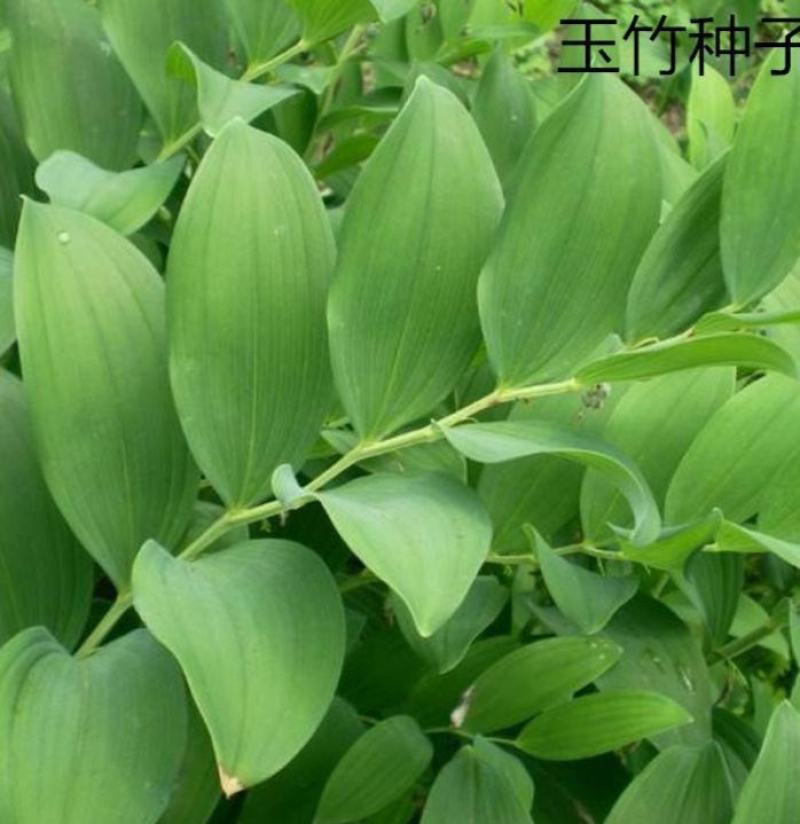 药材玉竹种子萎地管子尾参铃铛菜药食同源滋补黄精玉竹种子