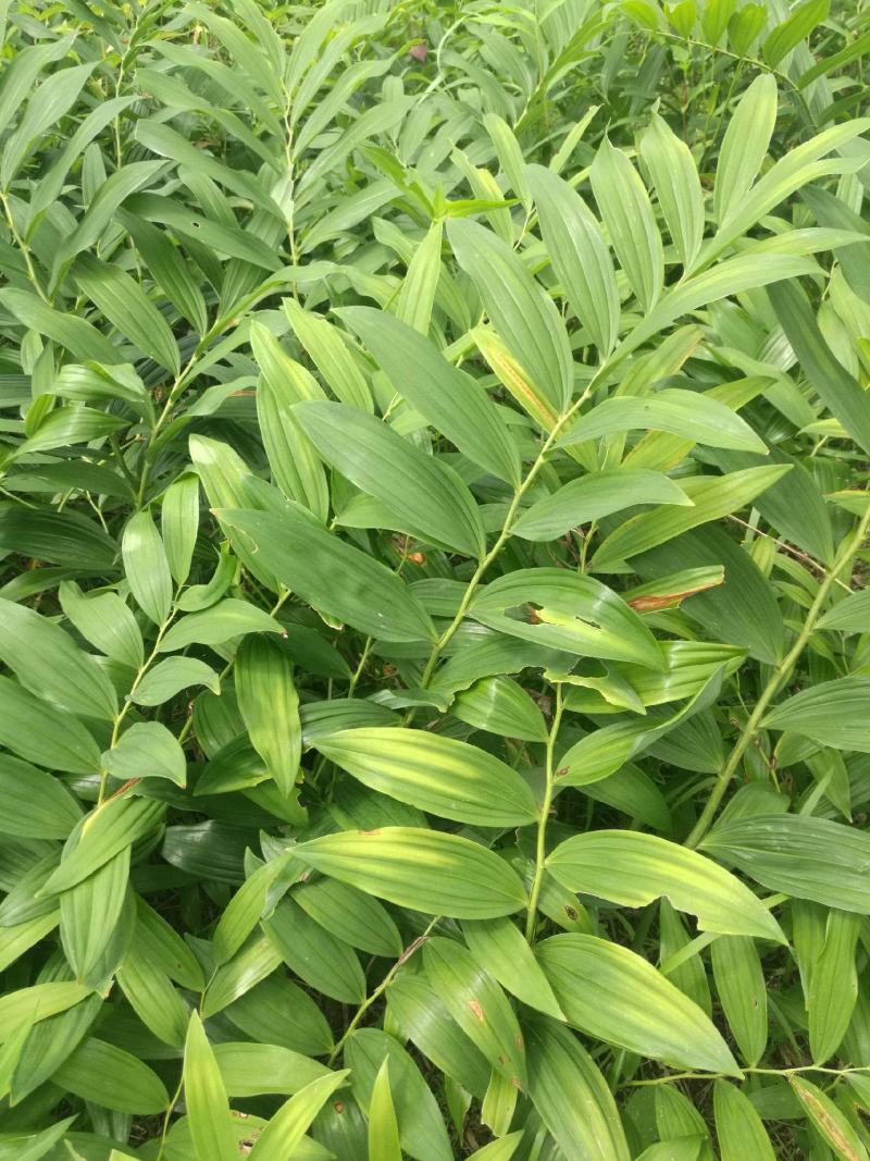 药材玉竹种子萎地管子尾参铃铛菜药食同源滋补黄精玉竹种子
