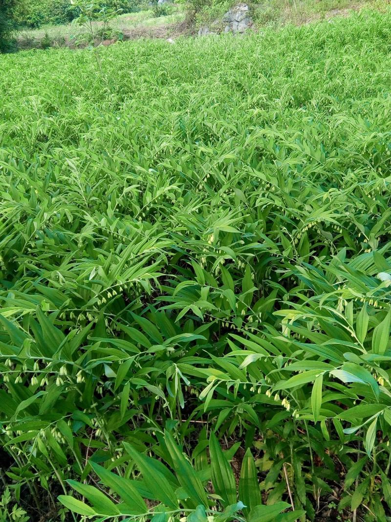 药材玉竹种子萎地管子尾参铃铛菜药食同源滋补黄精玉竹种子
