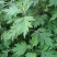 艾草种子四季种植新鲜艾叶香草遏草驱蚊阳台盆栽食用药用香艾