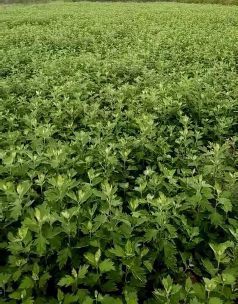 艾草种子四季种植新鲜艾叶香草遏草驱蚊阳台盆栽食用药用香艾