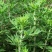 艾草种子四季种植新鲜艾叶香草遏草驱蚊阳台盆栽食用药用香艾