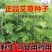 艾草种子四季种植新鲜艾叶香草遏草驱蚊阳台盆栽食用药用香艾