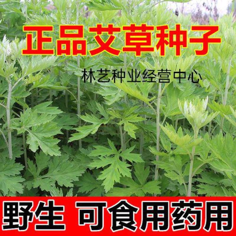 艾草种子四季种植新鲜艾叶香草遏草驱蚊阳台盆栽食用药用香艾