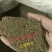 艾草种子四季种植新鲜艾叶香草遏草驱蚊阳台盆栽食用药用香艾