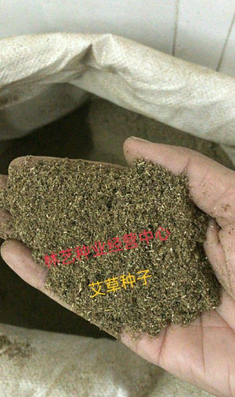 艾草种子四季种植新鲜艾叶香草遏草驱蚊阳台盆栽食用药用香艾
