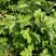 艾草种子四季种植新鲜艾叶香草遏草驱蚊阳台盆栽食用药用香艾