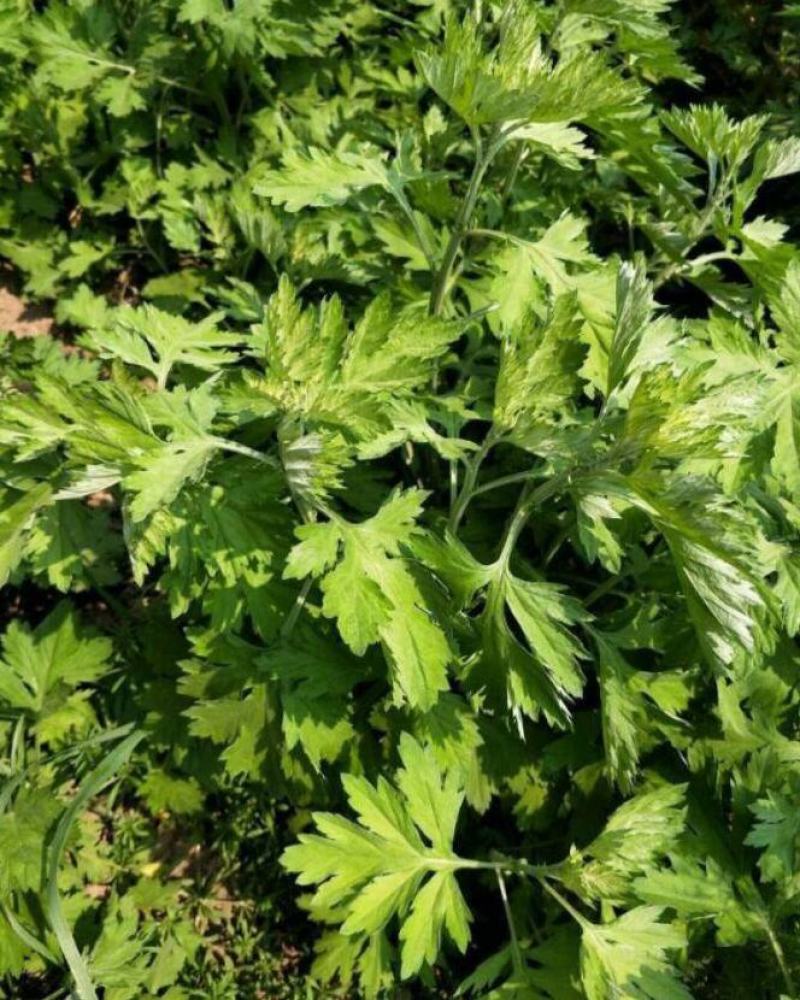 艾草种子四季种植新鲜艾叶香草遏草驱蚊阳台盆栽食用药用香艾