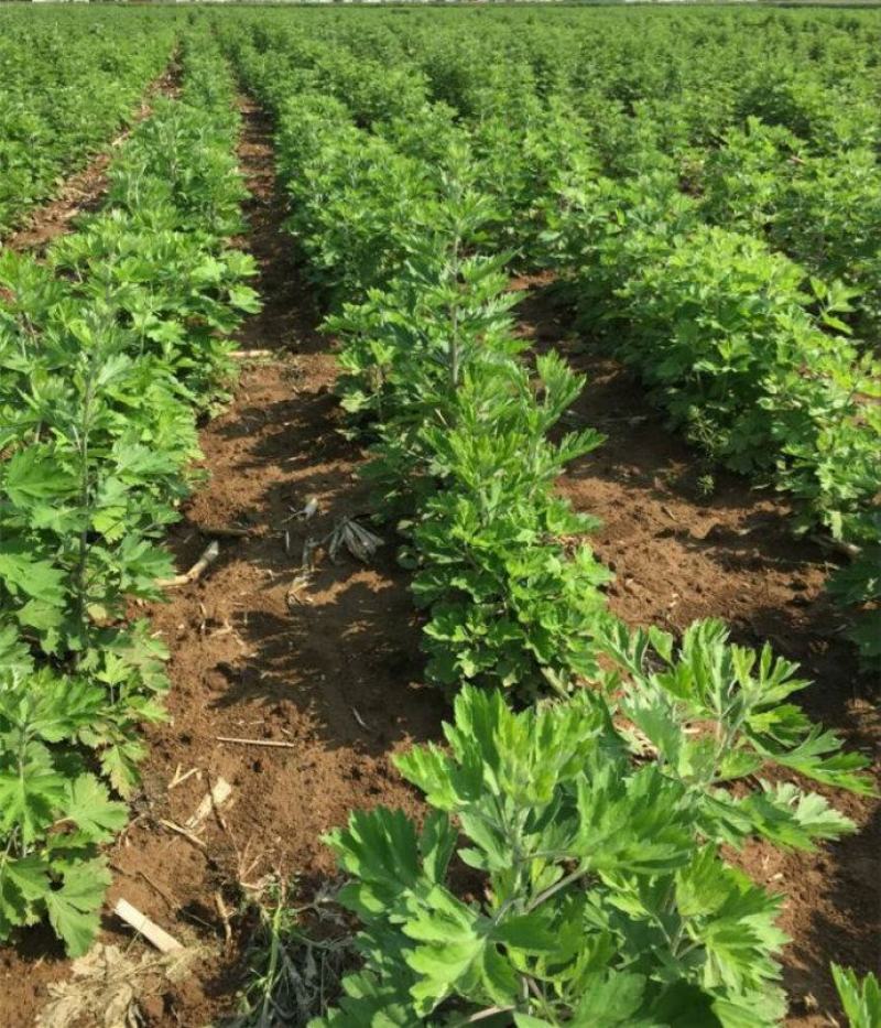 艾草种子四季种植新鲜艾叶香草遏草驱蚊阳台盆栽食用药用香艾