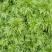 艾草种子四季种植新鲜艾叶香草遏草驱蚊阳台盆栽食用药用香艾