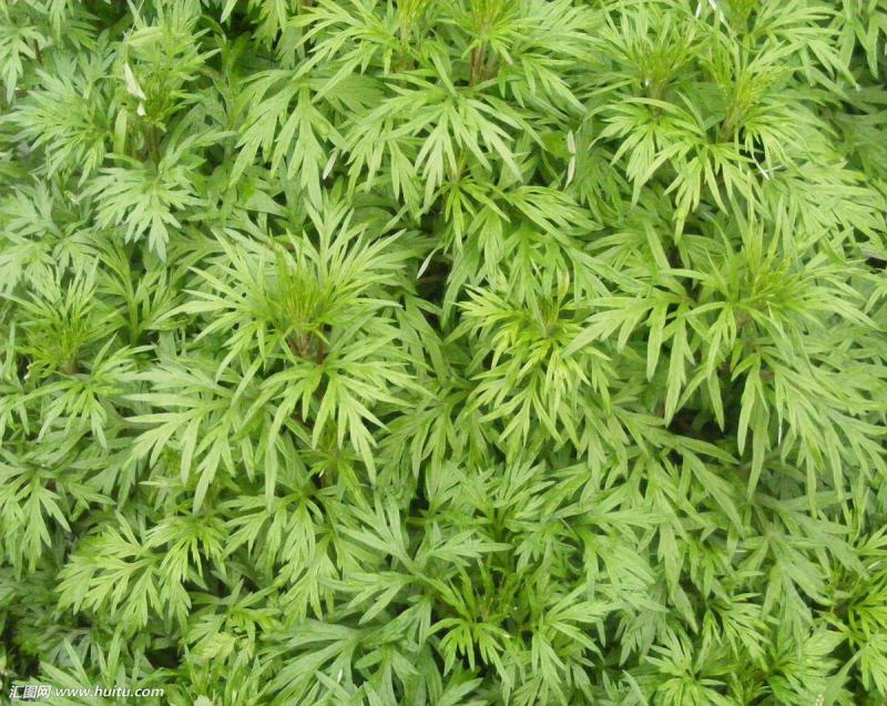 艾草种子四季种植新鲜艾叶香草遏草驱蚊阳台盆栽食用药用香艾