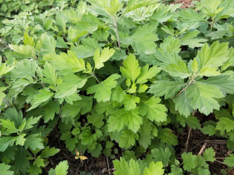 艾草种子四季种植新鲜艾叶香草遏草驱蚊阳台盆栽食用药用香艾