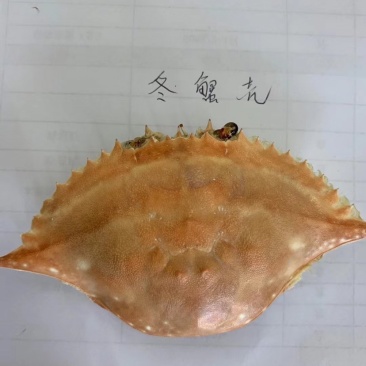加工好的各种蟹壳