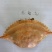 加工好的各种蟹壳
