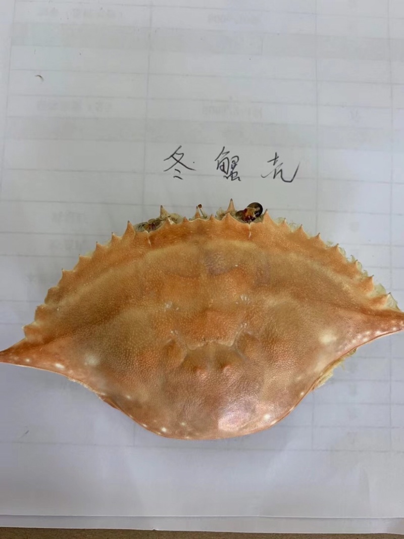 加工好的各种蟹壳