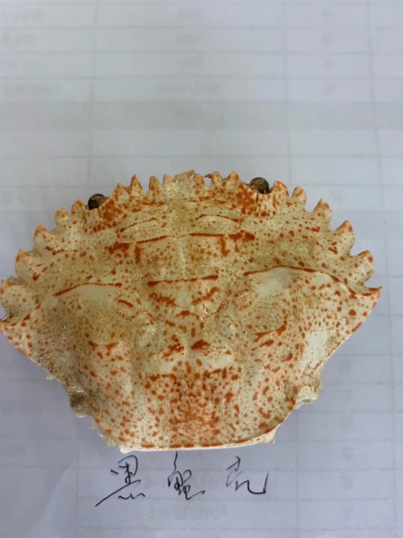 加工好的各种蟹壳
