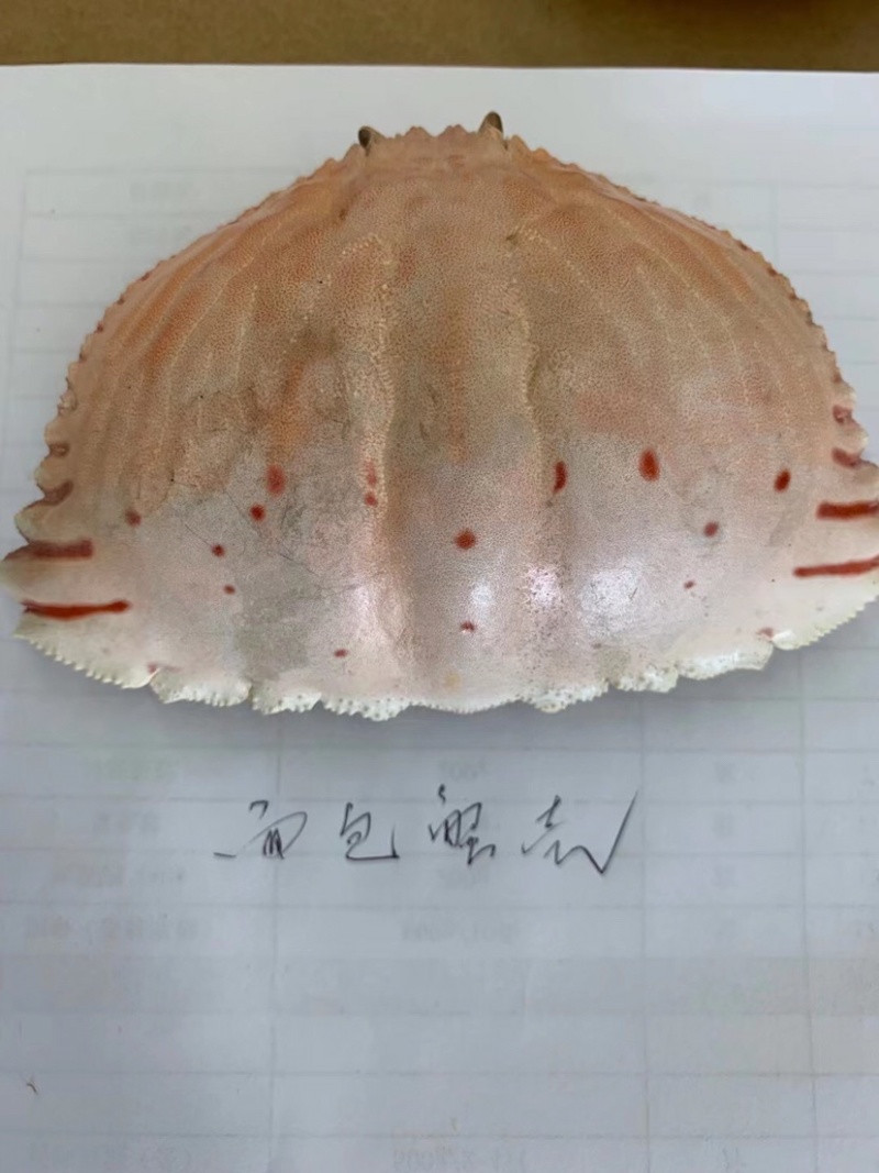 加工好的各种蟹壳
