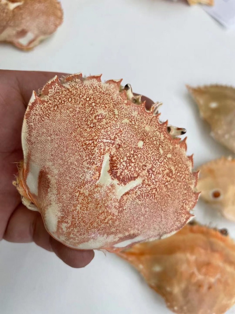 加工好的各种蟹壳