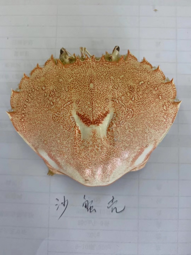 加工好的各种蟹壳