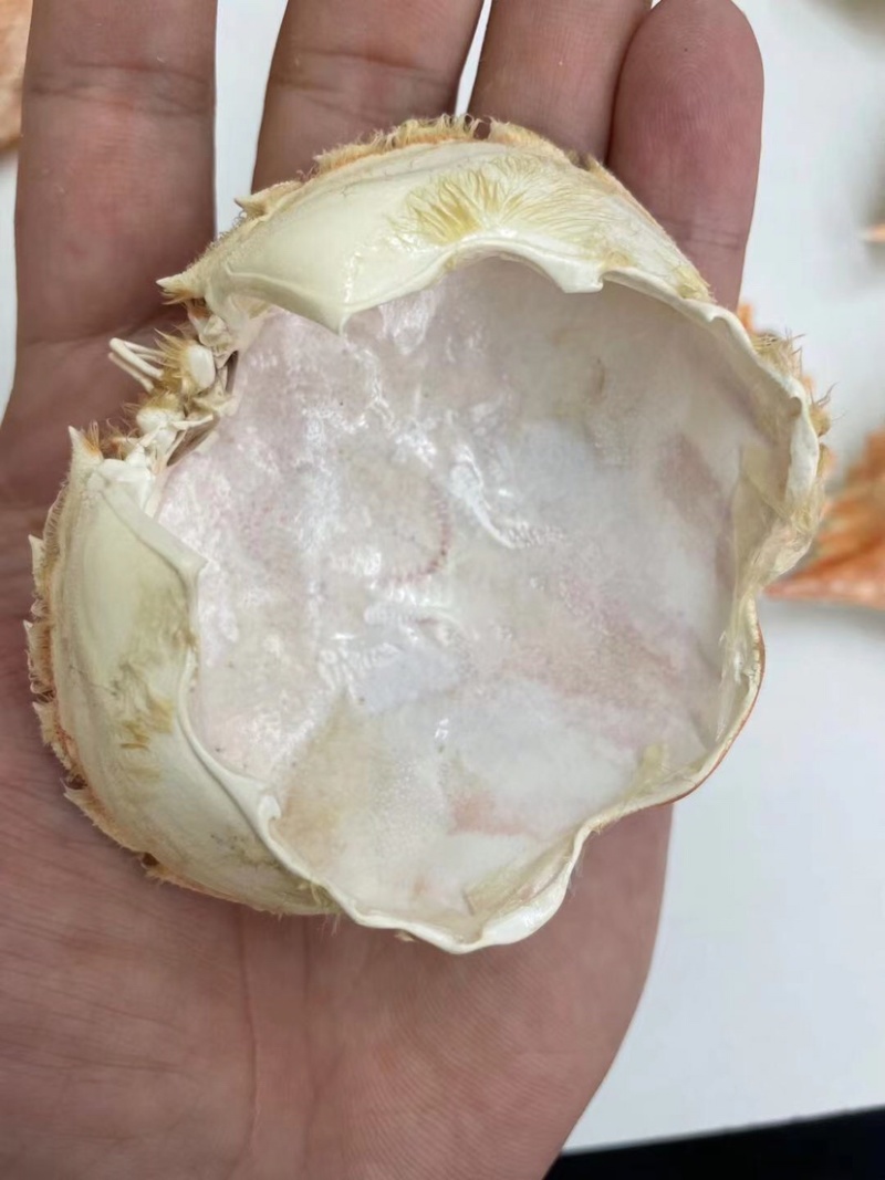 加工好的各种蟹壳