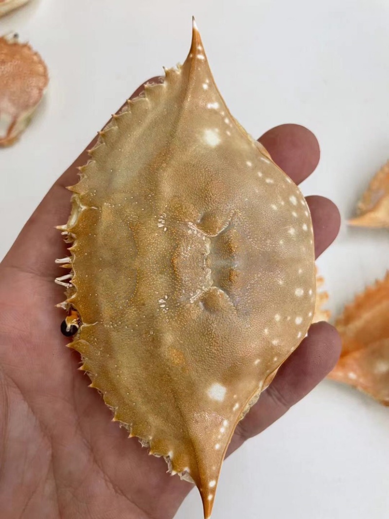 加工好的各种蟹壳