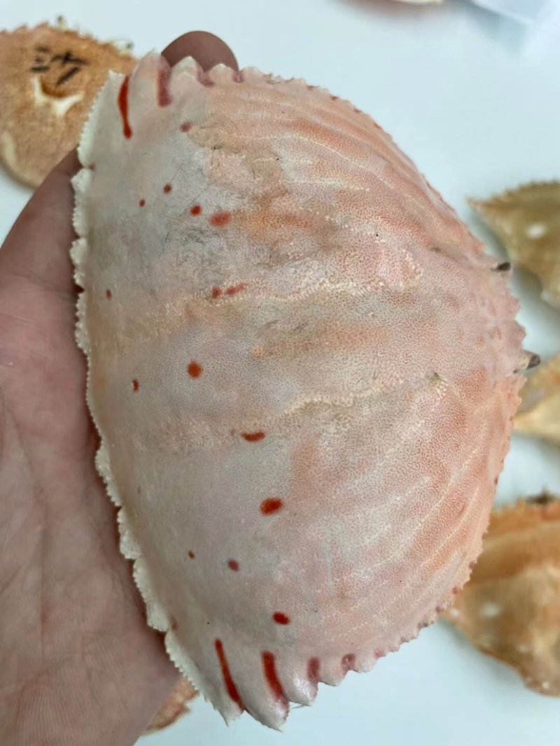 加工好的各种蟹壳