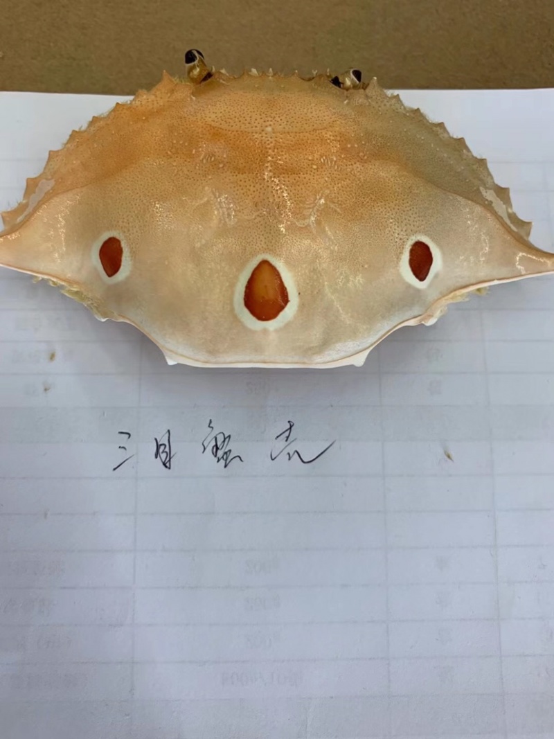 加工好的各种蟹壳