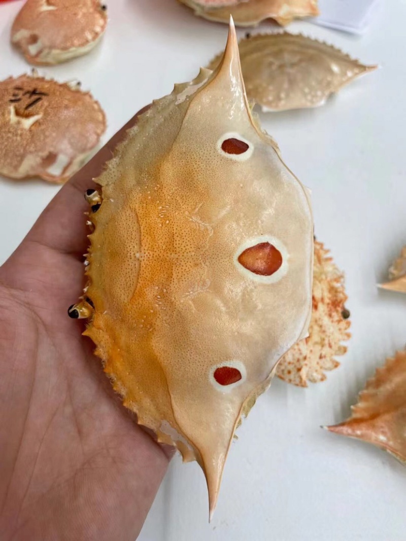 加工好的各种蟹壳