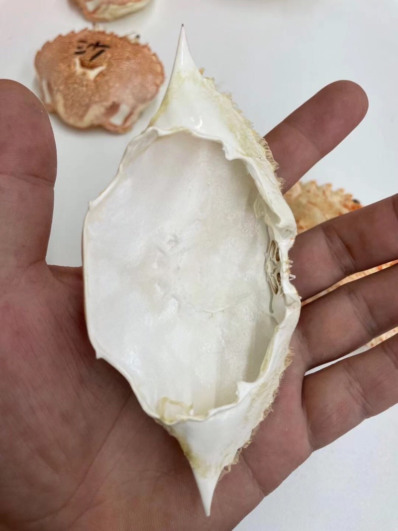 加工好的各种蟹壳