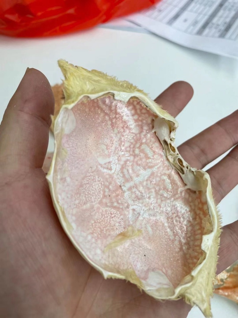 加工好的各种蟹壳