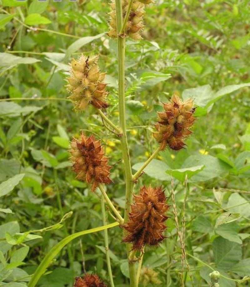 甘草种子中草药材种子甜草耐热耐寒耐瘠薄四季播