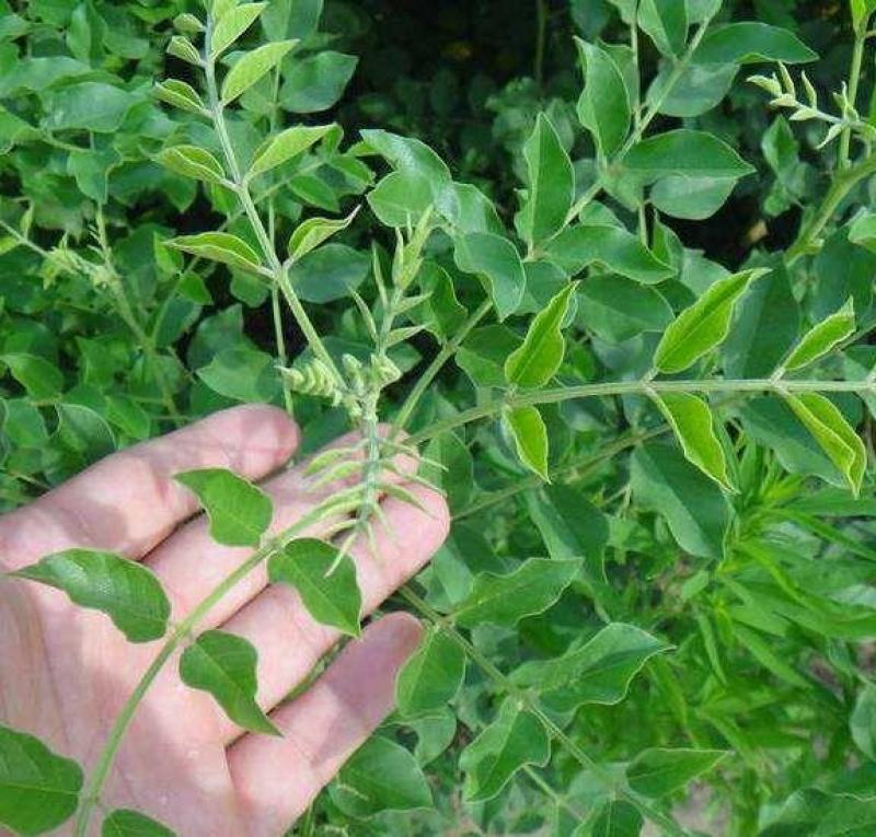 甘草种子中草药材种子甜草耐热耐寒耐瘠薄四季播