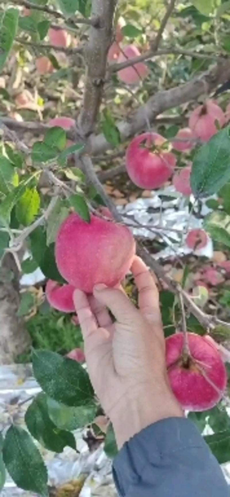 辽南地区精品寒富苹果大量上市，规格75mm以上，售价1左