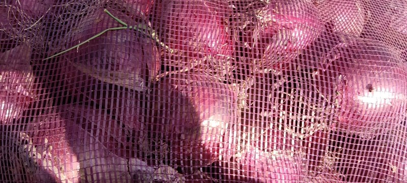 沽源县圆葱大量上市