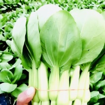 菜苔