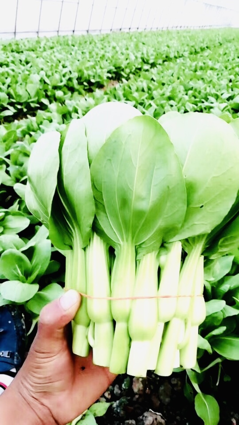 菜苔