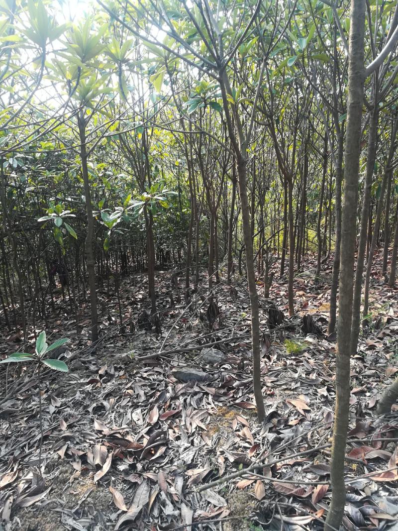 枇杷树