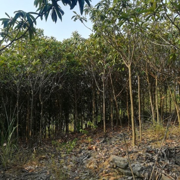 枇杷树