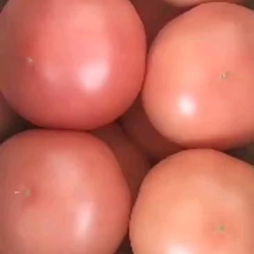 精品西红柿大量上市，有需要的老板联系