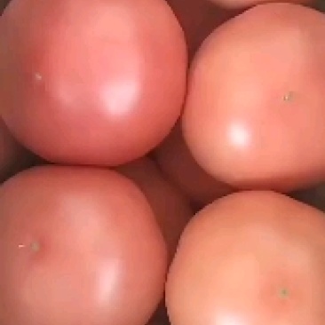临漳精品西红柿大量上市，有需要的老板联系我