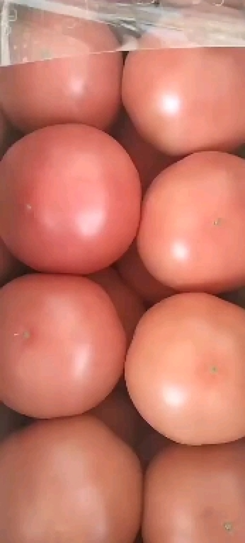 临漳精品西红柿大量上市，有需要的老板联系我