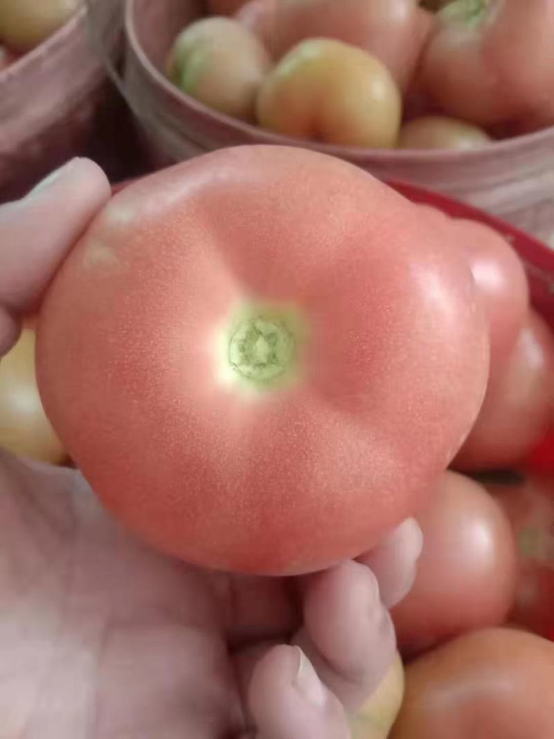 临漳精品西红柿大量上市，有需要的老板联系我